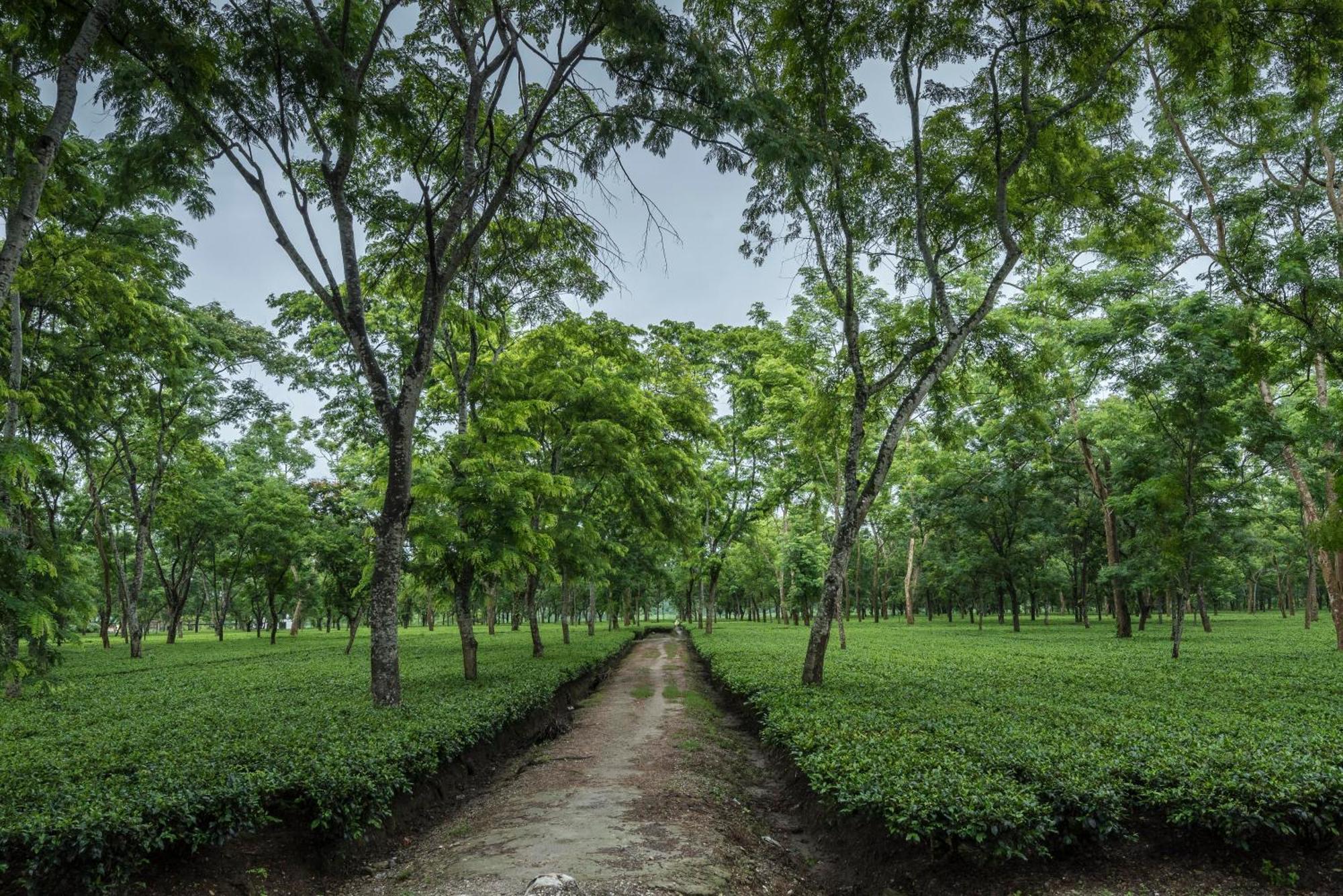 Tusker Tea County Hotel Chālsa Екстериор снимка