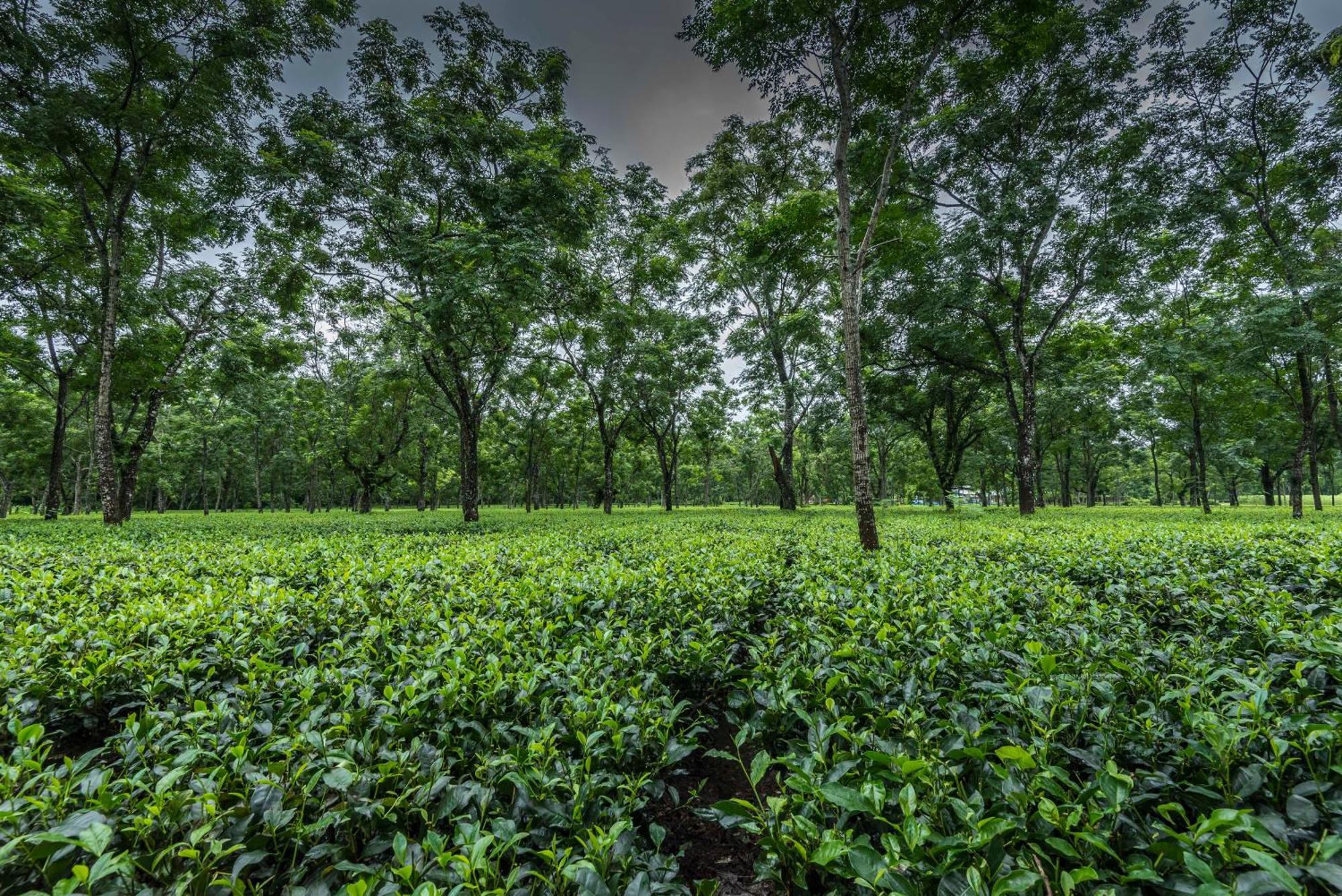 Tusker Tea County Hotel Chālsa Екстериор снимка
